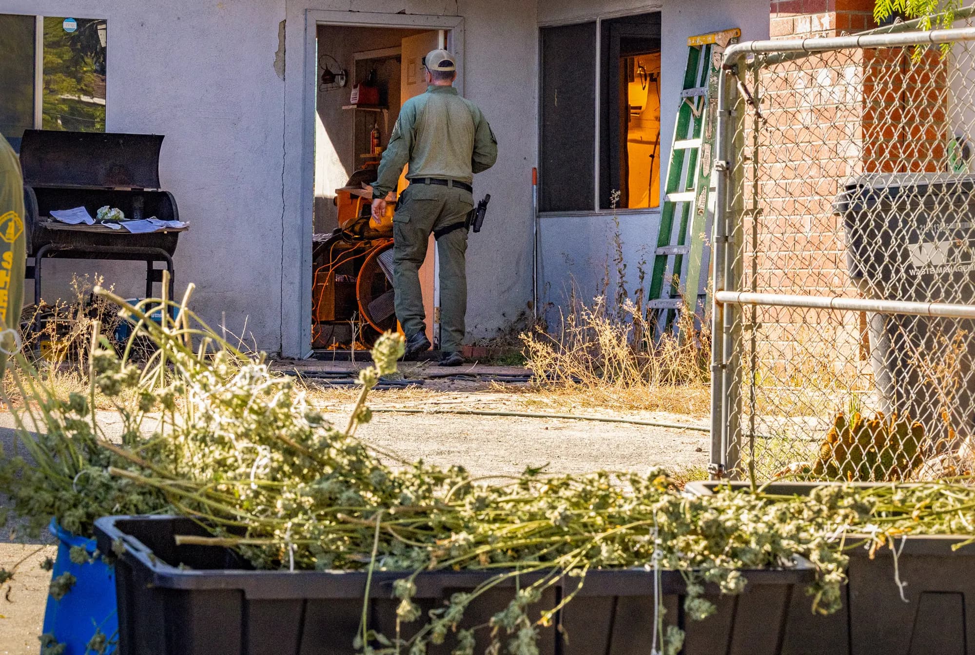 Agentes del Departamento del Sheriff del Condado de Riverside incautan más de 200 libras de marihuana ilegal en una casa en Perris, California, el 4 de noviembre de 2025. (John Fredricks/The Epoch Times)