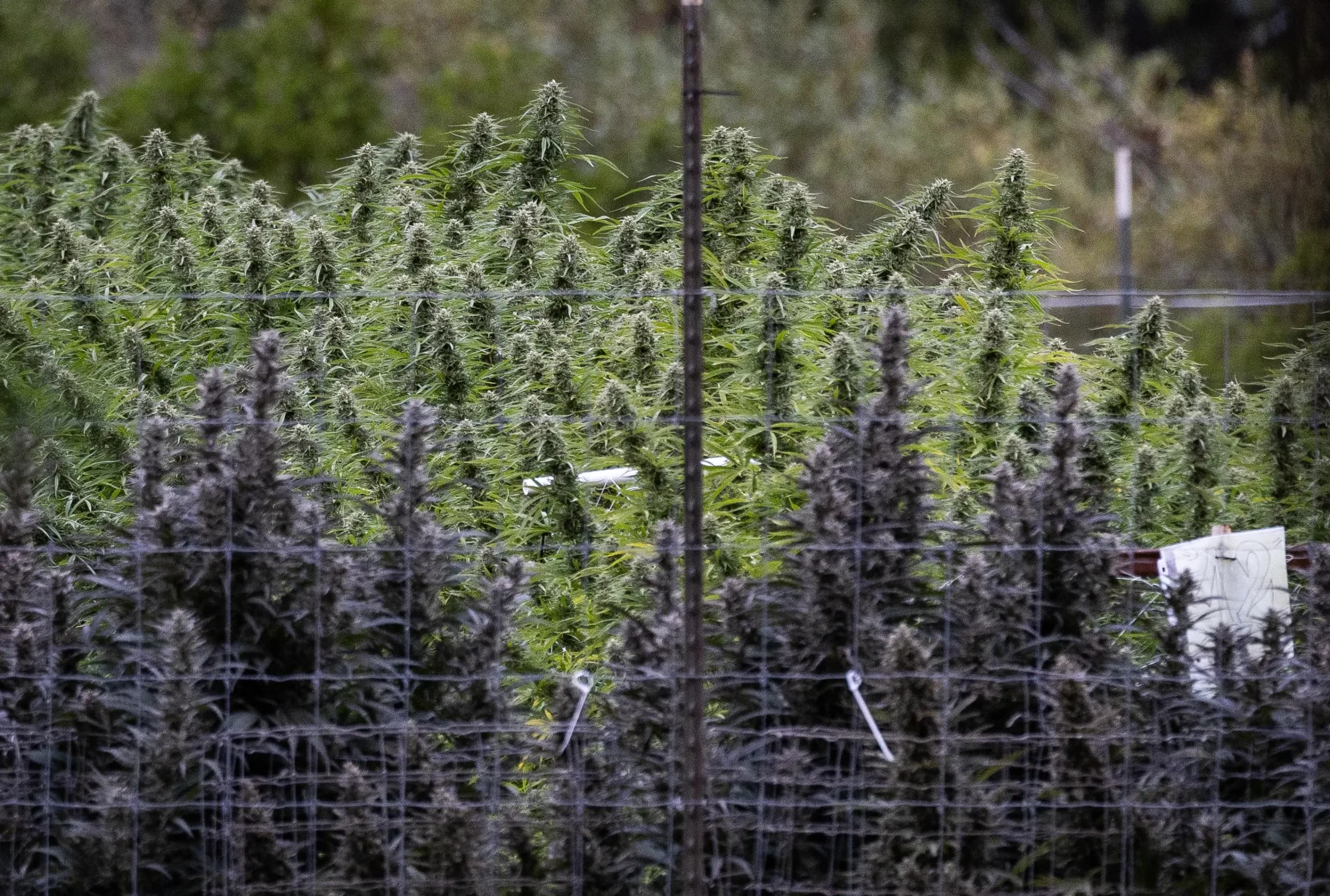 Se estima que el mercado negro de la marihuana representa un negocio de 500 mil millones de dólares anuales en Estados Unidos, y los cárteles se benefician cultivándola en estados donde es legal, a un costo relativamente bajo, y luego revendiéndola a un precio significativamente mayor en estados donde es ilegal, dijo Roggeveen. (John Fredricks/The Epoch Times)