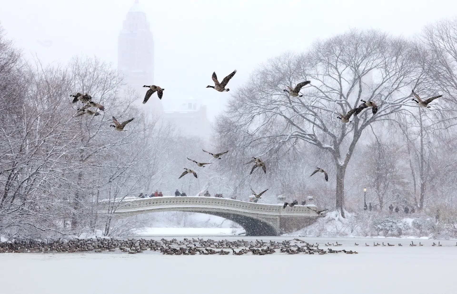 Gansos vuelan mientras personas caminan por el Bow Bridge en el Central Park cubierto de nieve en la ciudad de Nueva York, el 27 de diciembre de 2025. La ciudad de Nueva York recibió alrededor de 4 pulgadas de nieve durante la noche. Las aerolíneas cancelaron 1,500 vuelos en Estados Unidos durante el periodo pico de viajes por las fiestas el viernes, con advertencias de tormenta invernal severa y fuertes nevadas previstas en partes del Medio Oeste y el Noreste. Timothy A. Clary/AFP vía Getty Images
