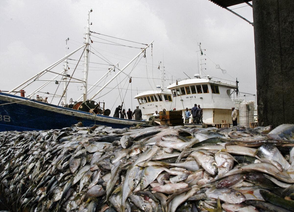 Vista de los peces incautados en el puerto de Abiyán, Costa de Marfil, procedentes de dos barcos chinos, el "Far East I" y el "Far East II", que fueron interceptados en diciembre de 2007 por pescar con redes de arrastre de fondo, incumpliendo las leyes nacionales de pesca. (Kambou Sia/AFP a través de Getty Images).