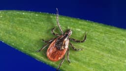 La enfermedad de Lyme cuesta a EE. UU. hasta 1000 MDD anuales, según estudio