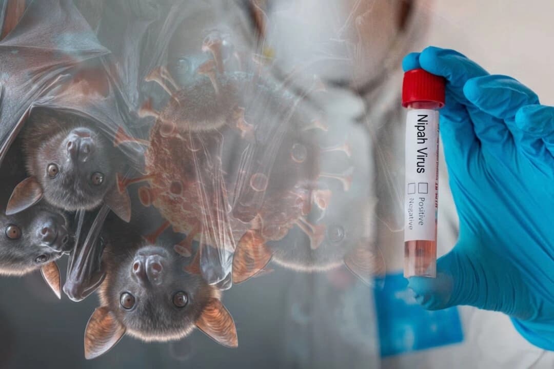 El virus Nipah y el nuevo orden de salud pública: Opinión