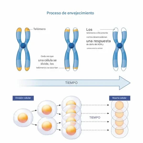 <em>Cuando un telómero se acorta demasiado, una célula ya no puede replicar sus cromosomas ni renovarse; en ese momento, muere. (Shutterstock)</em>
