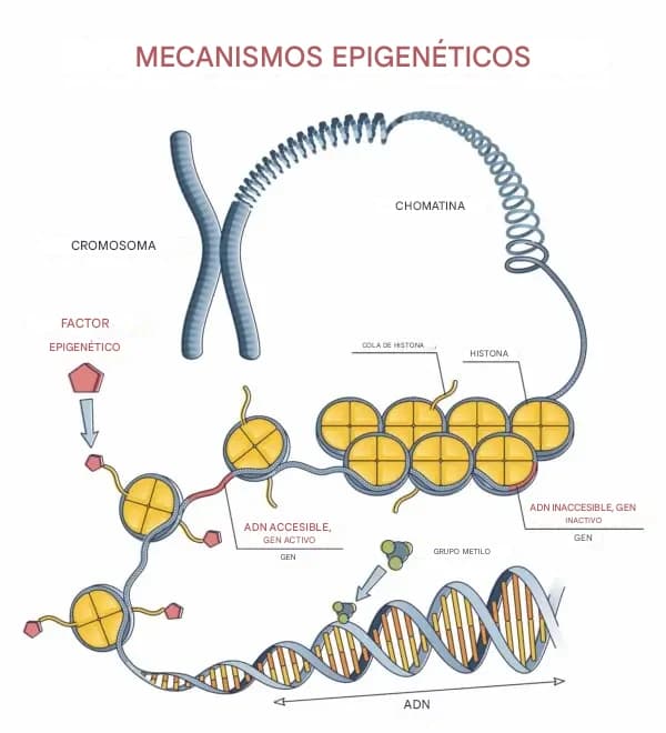 <em>En 69 de esos sitios, la metilación aumentó con la edad, lo que indica que los genes que habían estado activos en células más jóvenes se silenciaron en la vejez. (Shutterstock).</em>