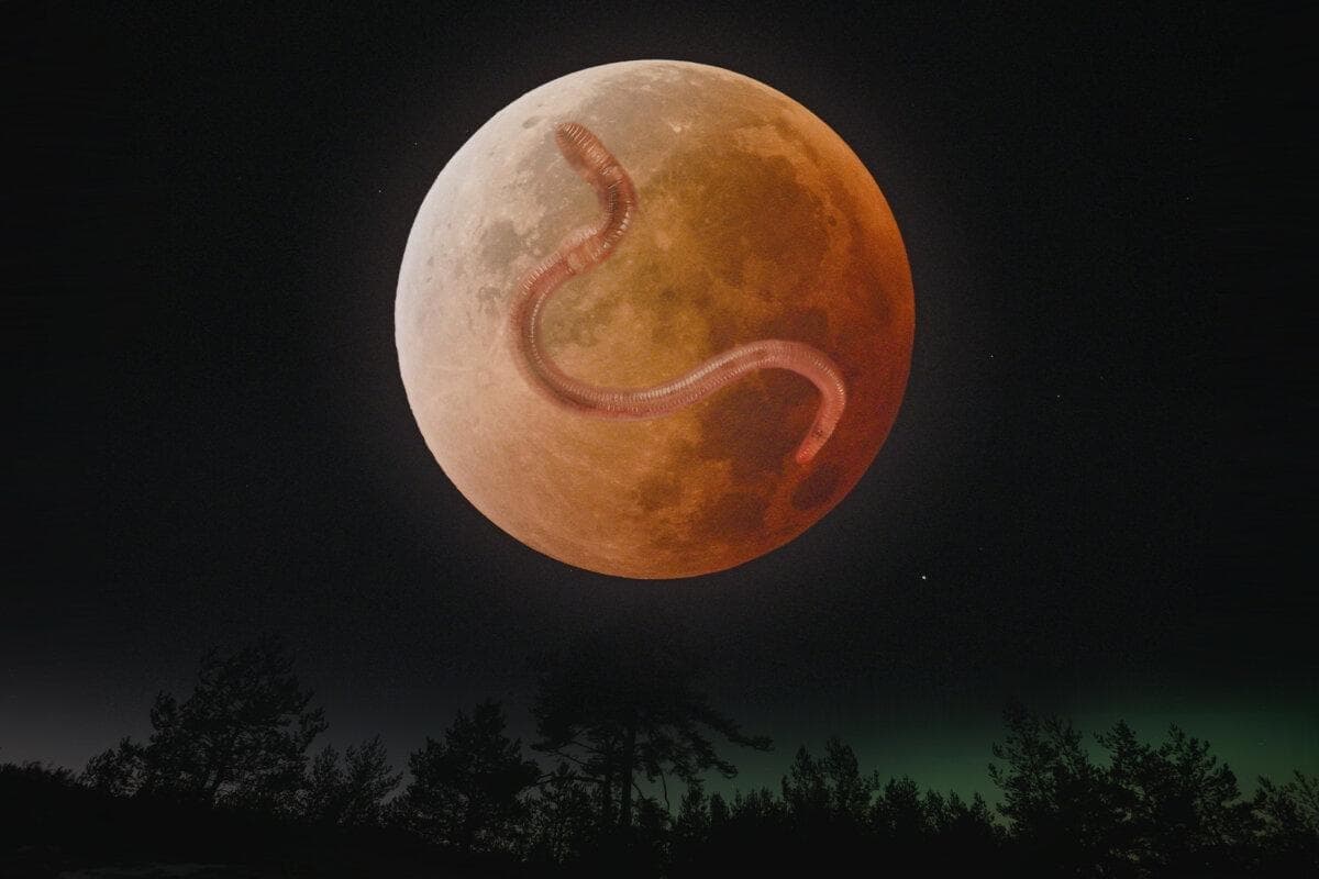 Ilustración de la luna llena "luna de sangre del gusano". (The Epoch Times/Shutterstock/Dmitri T/Richard Peterson/HECTOR RETAMAL/AFP a través de Getty Images)