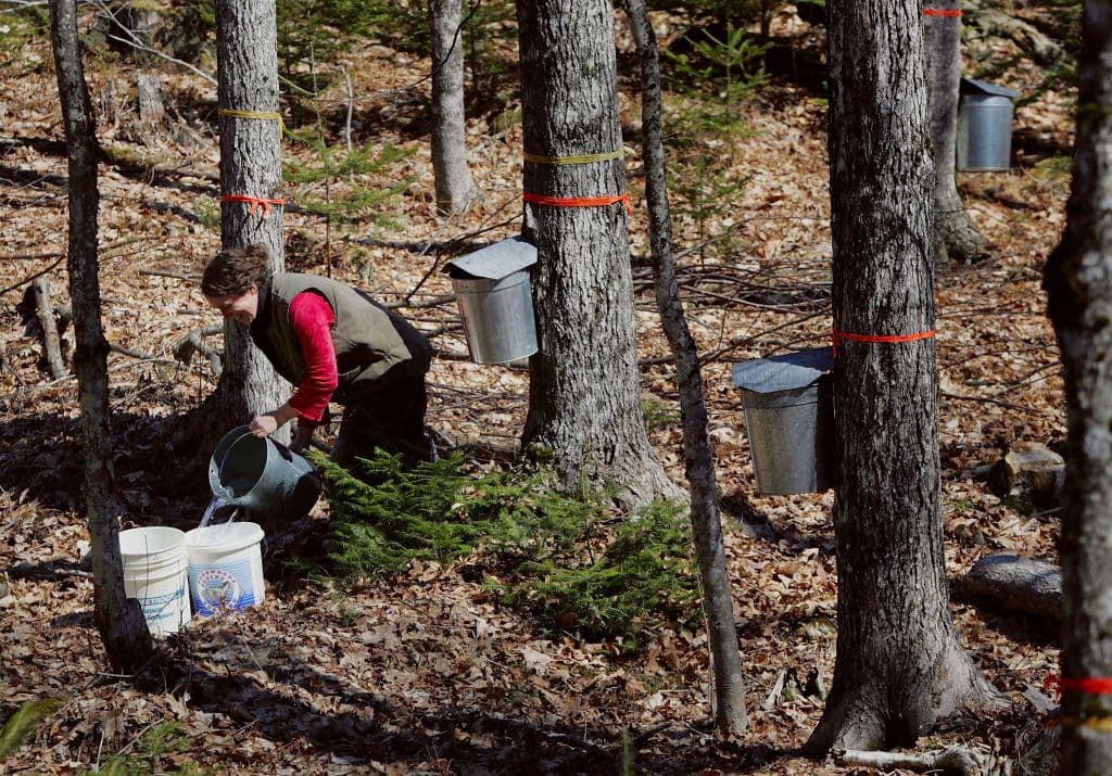 Christine Baker vierte savia fresca de un arce en un balde el 28 de marzo de 2006 en Bowdoin, Maine. (Joe Raedle/Getty Images)