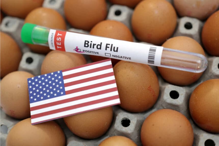 En esta ilustración de imagen, del 14 de enero de 2023, se ven un tubo de ensayo etiquetado como "Gripe aviar", huevos y un trozo de papel con los colores de la bandera nacional de EE. UU. (Dado Ruvic/Reuters)
