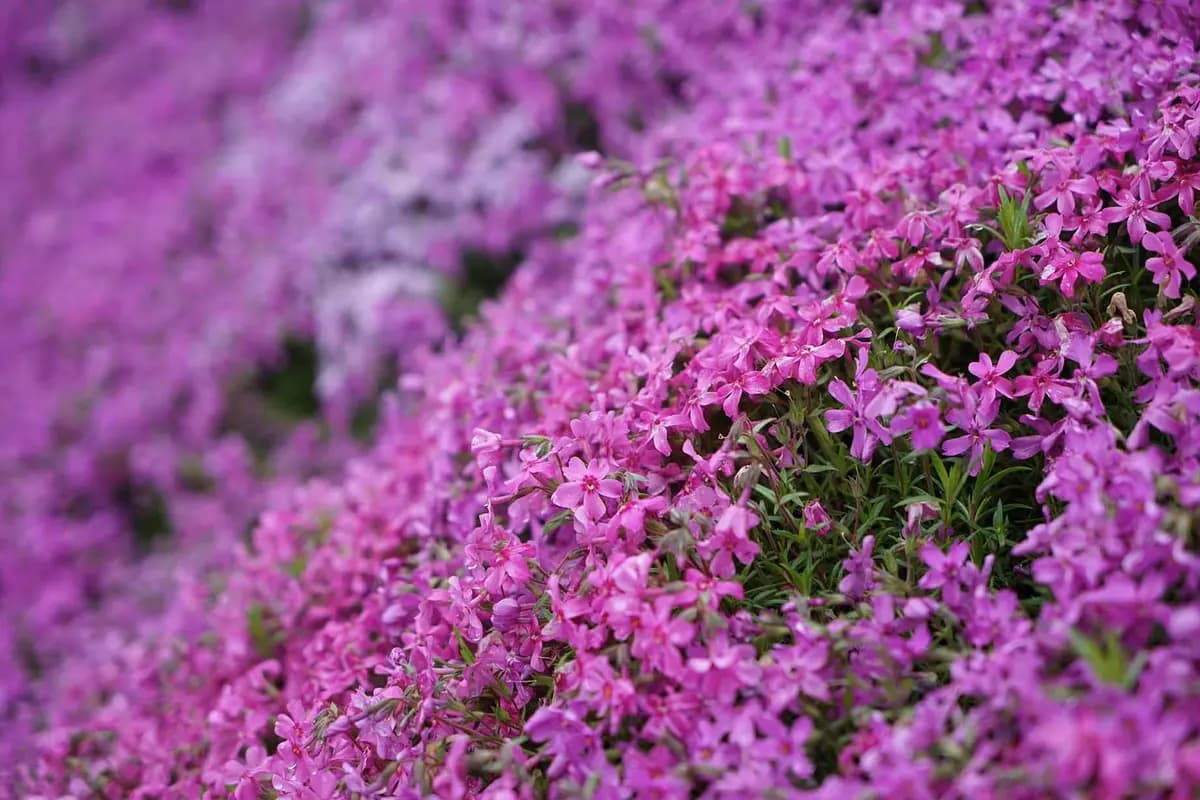 Fotografía que muestra una ladera cubierta de flox rosa, también conocido como flores de musgo rosa, en el Parque Takinoue, Japón. (Shutterstock/TueanjaiP)