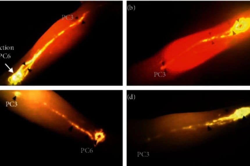 Visualización fluorescente de los meridianos energeticos. (Adaptacion del <a href="https://pubmed.ncbi.nlm.nih.gov/33854554/" target="_blank" rel="noopener">estudio</a>/Copyright © 2021 Tongju Li et al. C.C.A.)
