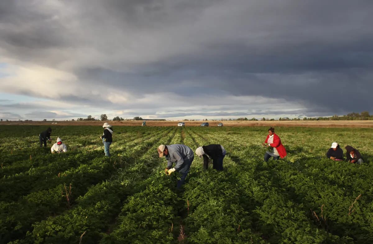 Trabajadores migrantes mexicanos cosechan perejil orgánico en Grant Family Farms, en Wellington, Colorado, el 11 de octubre de 2011. (John Moore/Getty Images)