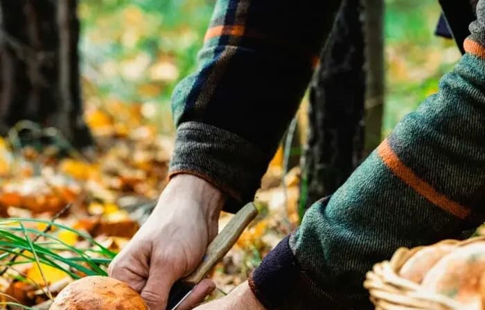 Recolección de alimentos silvestres: Una guía para reconectar con la naturaleza