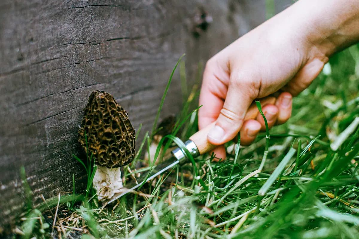 <em>(Bogdan Sonjachnyj/Shutterstock).</em>