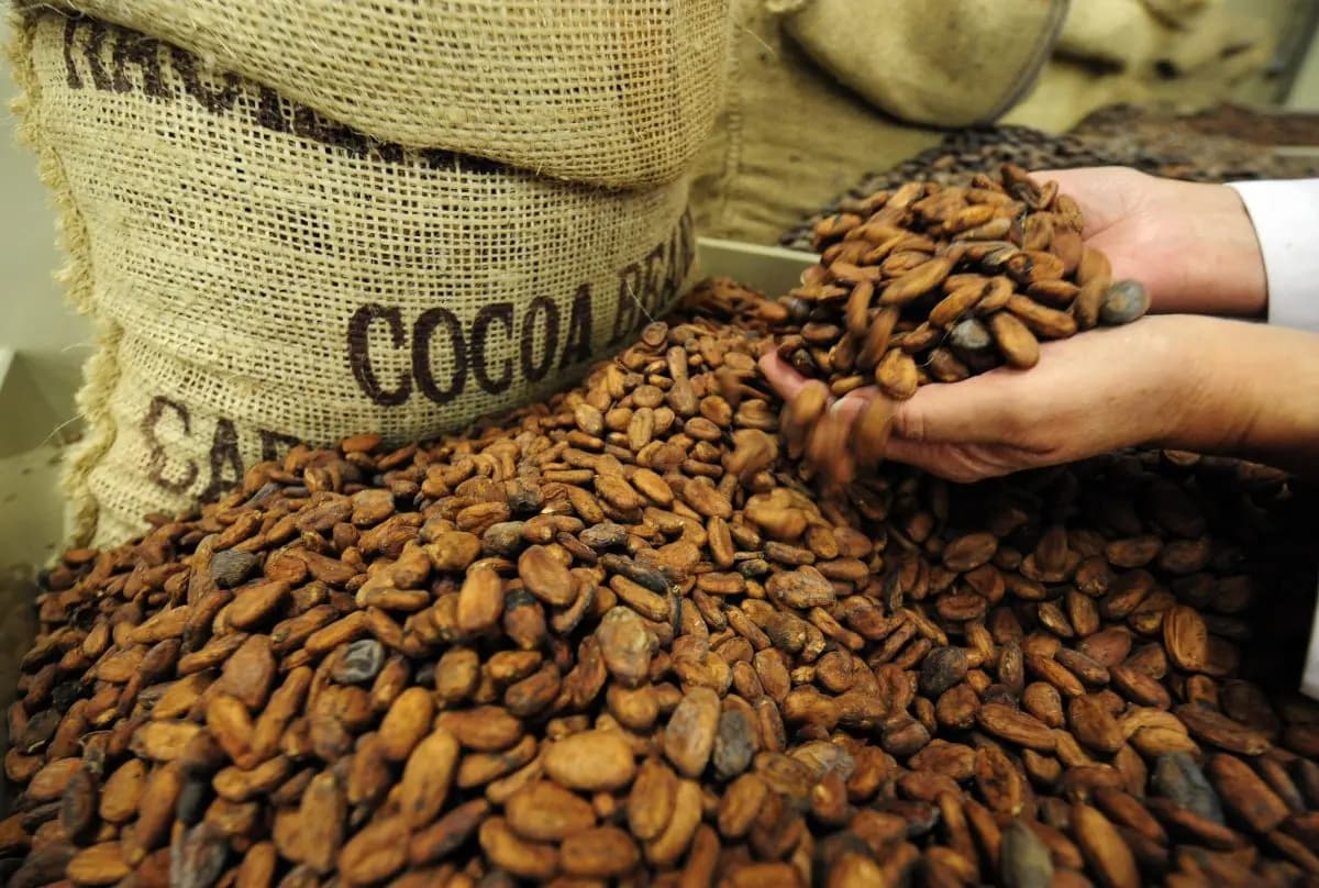 Las oportunidades para la producción de granos de cacao en América Latina están en aumento. (Dominique Faget/AFP/Getty Images)