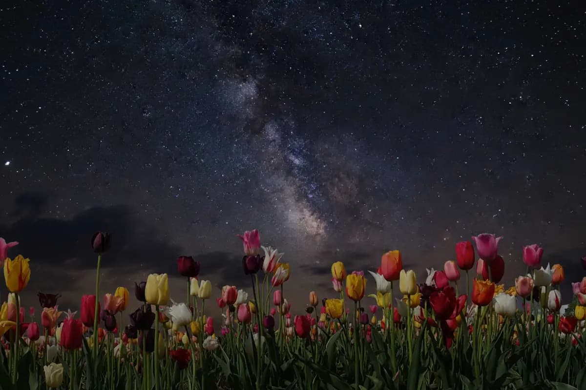 Las flores de primavera, como los tulipanes, florecerán en mayo. (Shutterstock/SusaZoom)