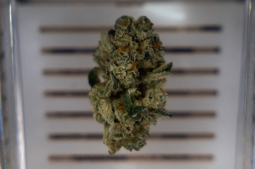 Cogollos de marihuana expuestos en el dispensario Flowery SoHo el 23 de abril de 2026, en la ciudad de Nueva York. (Spencer Platt/Getty Images)