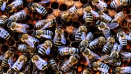 Muere magistrada de Zacatecas tras proteger a su pequeño hijo de un enjambre de abejas