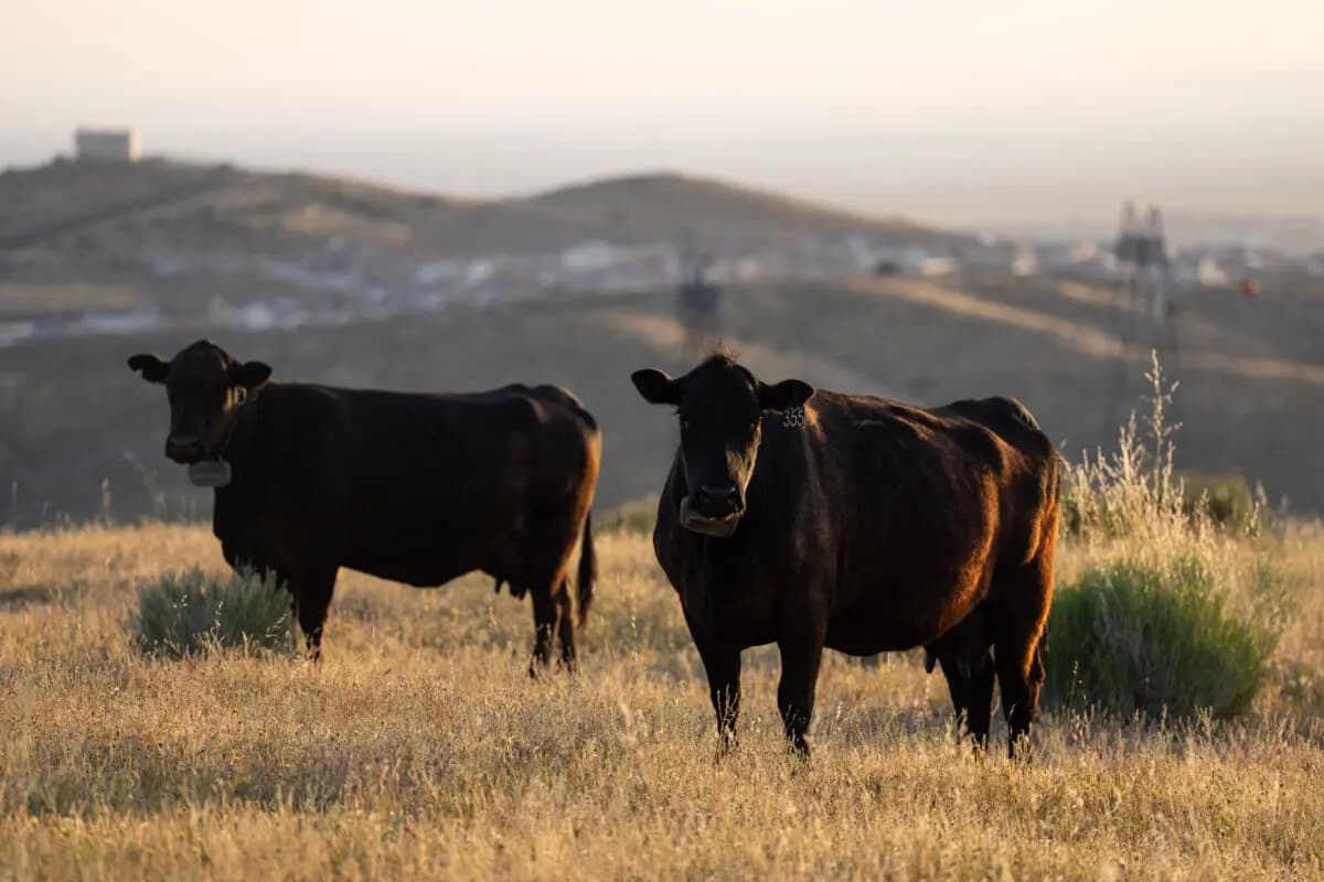 <em>Dos vacas en el rancho de Diamond W Cattle Company en Palmdale, California, el 3 de abril de 2026. Texas se une al Departamento de Justicia de EE. UU. en una investigación sobre posibles actividades antimonopolio en la industria procesadora de carne de res. (Foto AP/Jae C. Hong)</em>