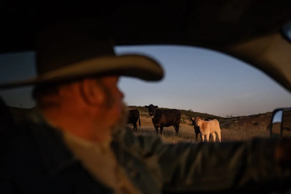 <em>Mike Williams, propietario de Diamond W Cattle Company, pasa junto al ganado en su rancho en Palmdale, California, el 3 de abril de 2026. (Foto AP/Jae C. Hong)</em>