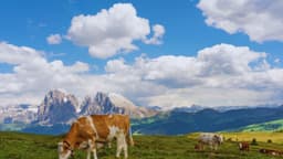 Fatal ataque de vacas deja a una mujer muerta y un hombre herido