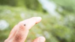 Tácticas contra garrapatas muy efectivas para mantenerlas alejadas