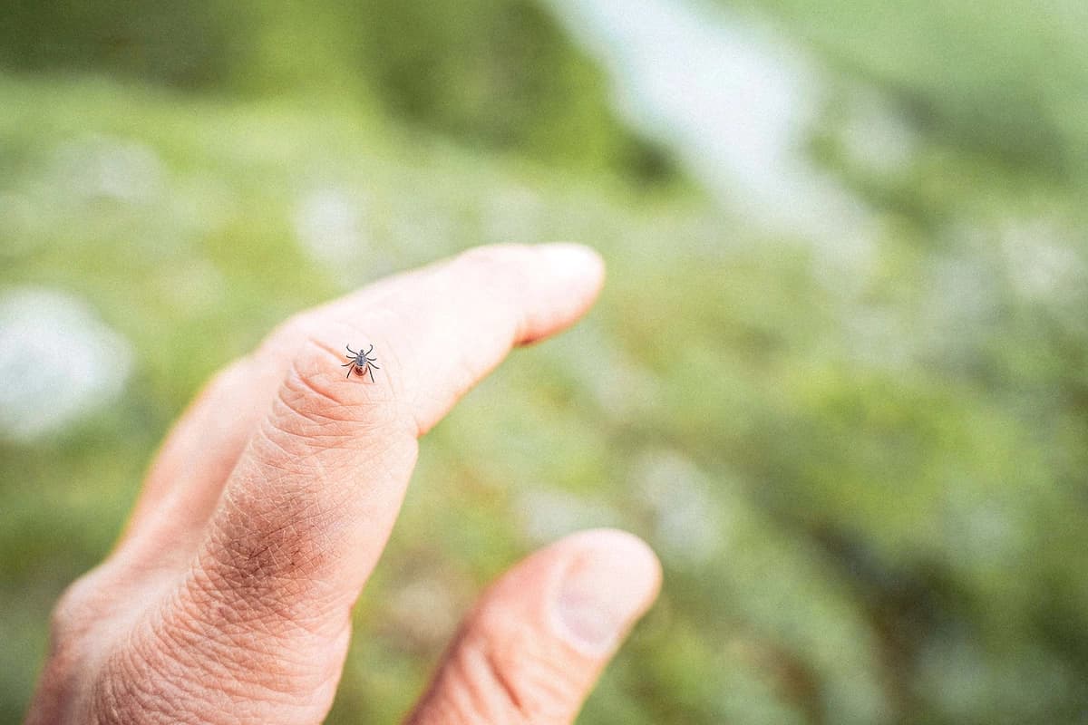 Tácticas muy efectivas contra las garrapatas. (Aleksey Matrenin/Shutterstock).