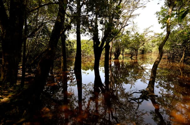 Árboles rodean la Laguna Grande, en la reserva amazónica protegida de Cuyabeno, Ecuador, el 30 de marzo de 2024. Científicos atribuyen el deterioro ambiental de la zona al impacto de la deforestación, el cambio climático y la contaminación minera en la Amazonía ecuatoriana. (Foto de Daniel Muñoz/AFP vía Getty Images)