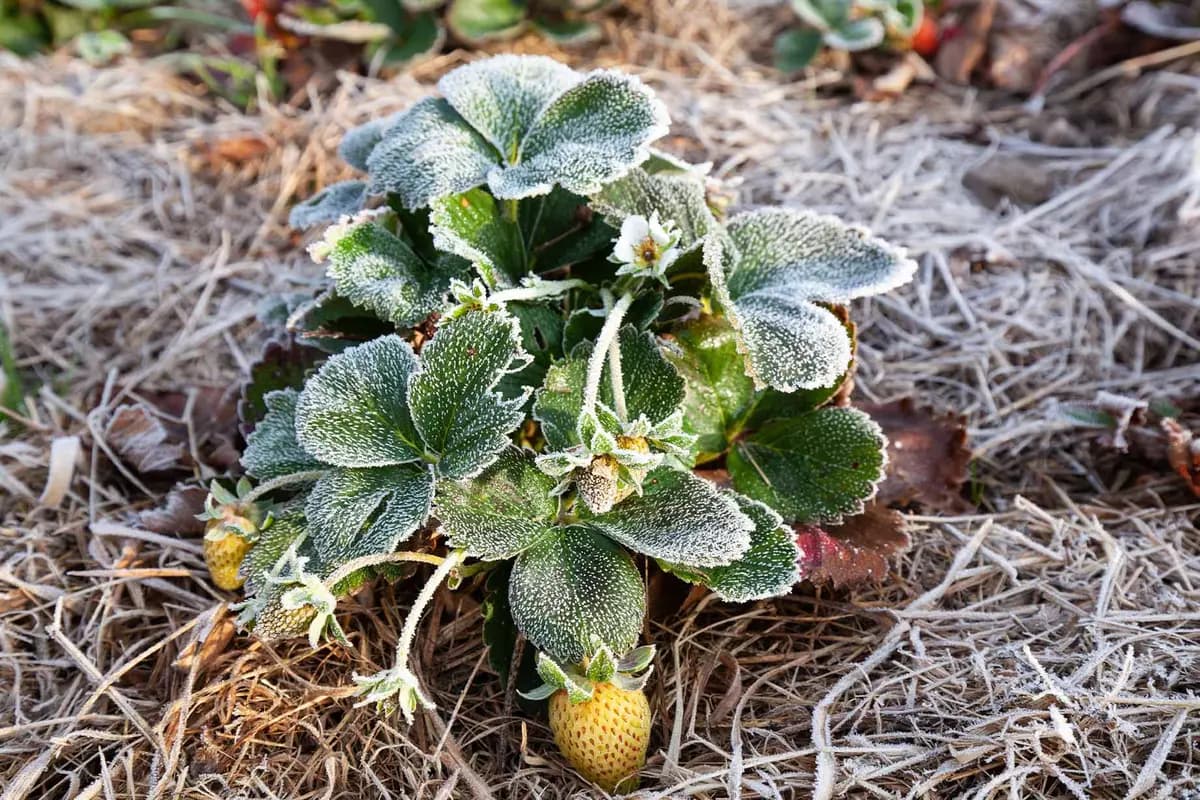 Una planta de fresa durante una helada de finales de primavera. (Shutterstock/Nadiya Vikhasta)