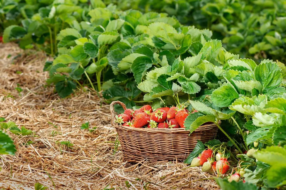Fresas en un campo durante la cosecha. (Shutterstock/ER_09)