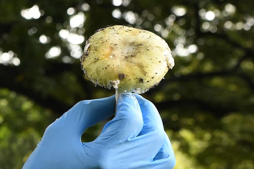 Una seta de la especie "Amanita phalloides", una seta extremadamente tóxica responsable del 90 % de todas las muertes por intoxicación fúngica, en el Real Jardín Botánico de Melbourne el 31 de marzo de 2021. (WILLIAM WEST/AFP vía Getty Images)