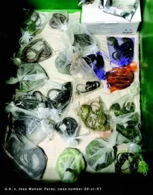 José Manuel Pérez, de 34 años, de Oxnard, California, se declaró culpable en agosto de 2022 de un cargo de contrabando de mercancías a Estados Unidos y un cargo de tráfico de vida silvestre. (Estados Unidos Departamento de Justicia)