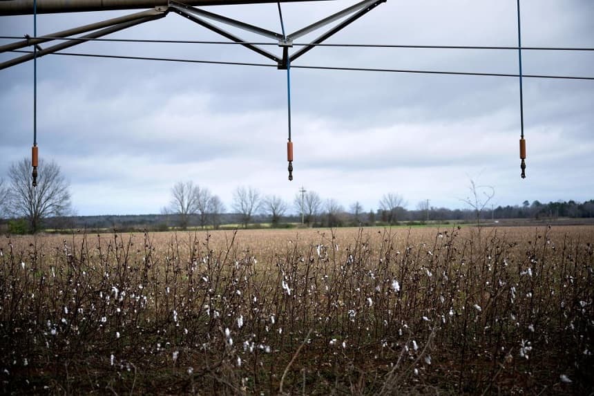 En la imagen superior se ven equipos de riego sobre las plantas de algodón en Plains, Georgia, el 21 de febrero de 2023.(BRENDAN SMIALOWSKI/AFP vía Getty Images)
