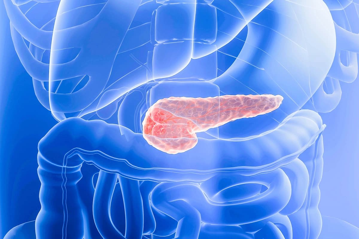 Nuevo medicamento prolongaría la vida a los pacientes con cáncer de páncreas. (ART-ur/Shutterstock).
