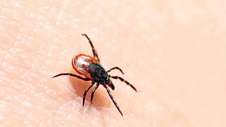 Garrapatas, laboratorios y la verdad de la que nadie quiere hablar