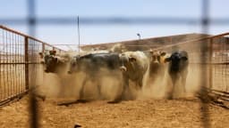 Detectan primer caso de gusano barrenador en el sur de Texas: USDA
