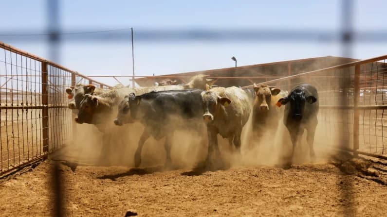 Detectan primer caso de gusano barrenador en el sur de Texas: USDA