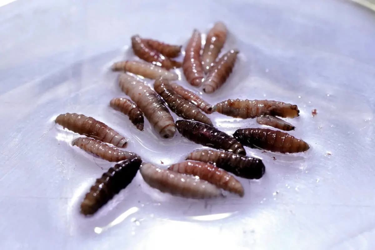<em>Larvas de la mosca barrenadora, recolectadas de vacas infectadas, en la planta de producción de moscas estériles de COPEG, que combate la propagación de la mosca barrenadora del ganado, en Pacora, Panamá, el 11 de junio de 2025. (Reuters/Enea Lebrun/Foto de archivo).</em>