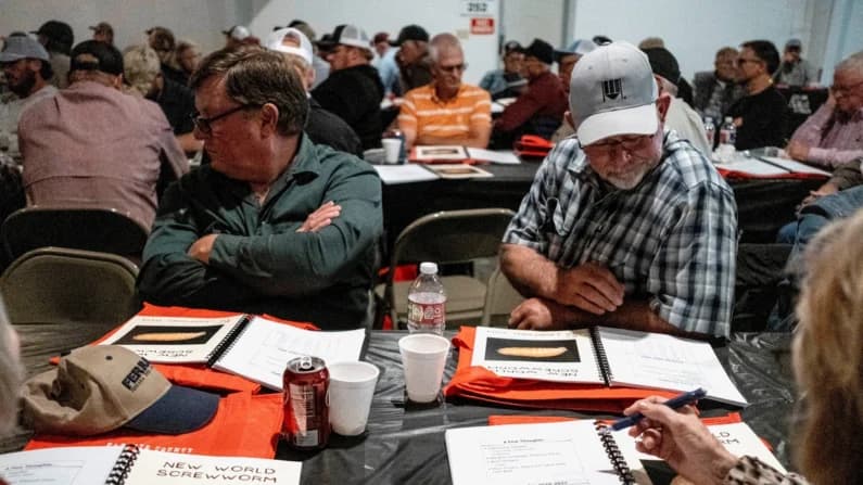 Sin nuevos casos de gusano barrenador en Texas: Departamento de Agricultura