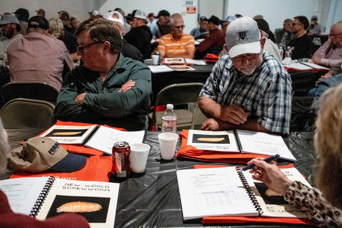 Los ganaderos Darryl Joost y Paul Janda examinan documentos sobre economía y la amenaza del parásito gusano barrenador del Nuevo Mundo durante la Clínica y Feria Comercial de Ganado Vacuno del Condado de Fayette en La Grange, Texas, el 1 de mayo de 2026. (Joel Angel Juarez/Reuters)