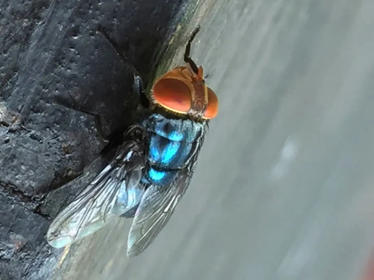 <em>Una mosca barrenadora adulta del Nuevo Mundo, en esta foto sin fecha. (Denise Bonilla/Departamento de Agricultura de EE. UU. vía AP).</em>