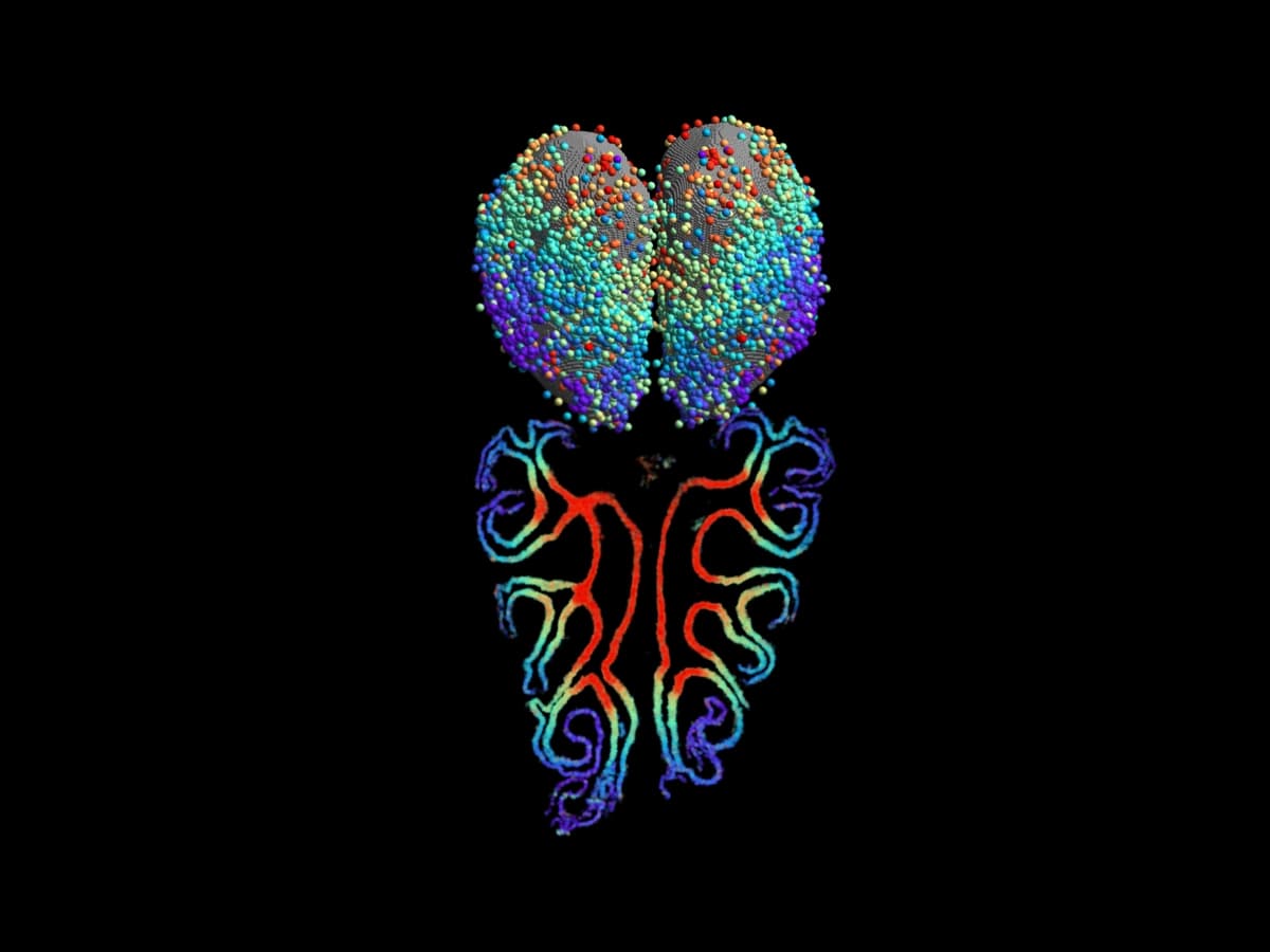 (Imagen: topografía de los receptores olfativos en el epitelio olfativo y proyecciones hacia el bulbo olfativo identificadas mediante hibridación in situ fluorescente multiplexada y resistente a errores (MERFISH). Cortesía de Bogdan Bintu)