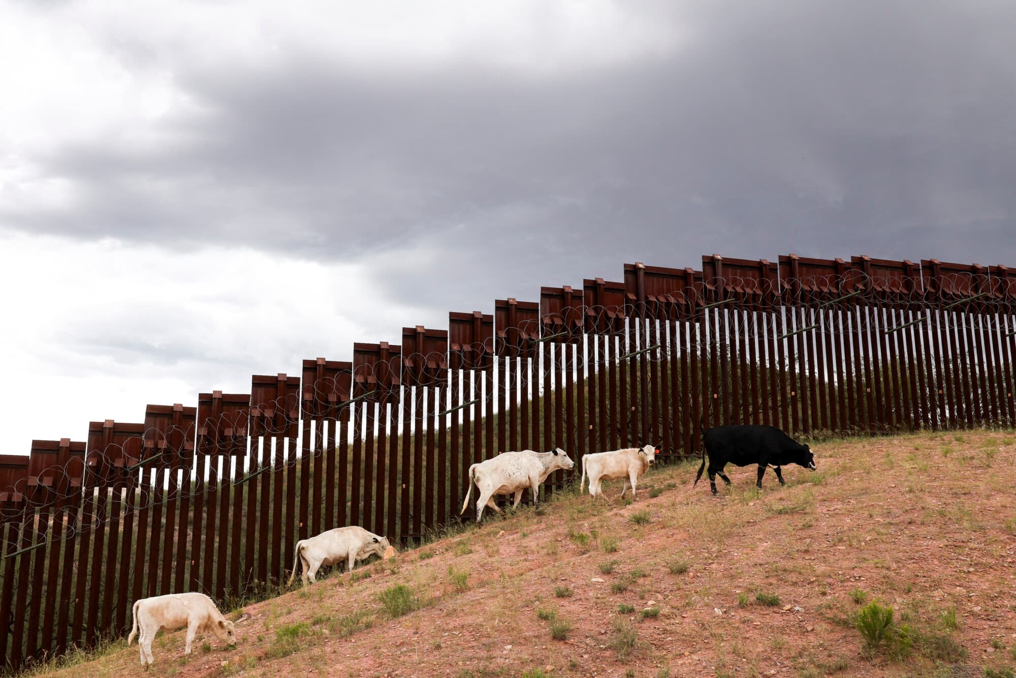 El ganado pasta cerca del muro fronterizo entre EE. UU. y México en Nogales, Arizona, el 16 de septiembre de 2025.  (Charly Triballeau/AFP vía Getty Images)