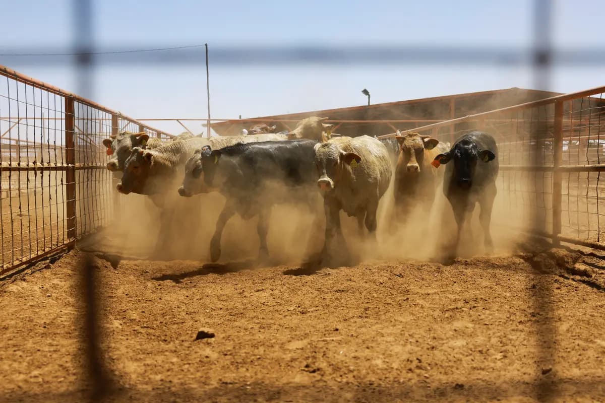 El ganado se mantiene en un corral antes de ser exportado a Estados Unidos a través del paso fronterizo de Jerónimo-Santa Teresa, después de que la secretaria de Agricultura de EE. UU., Brooke Rollins, anunciara un acuerdo con México sobre la gestión del gusano barrenador del Nuevo Mundo en las instalaciones de la Unión Regional Ganadera de Chihuahua, en las afueras de Ciudad Juárez (México), el 29 de abril de 2025. (Reuters/José Luis González/Foto de archivo)