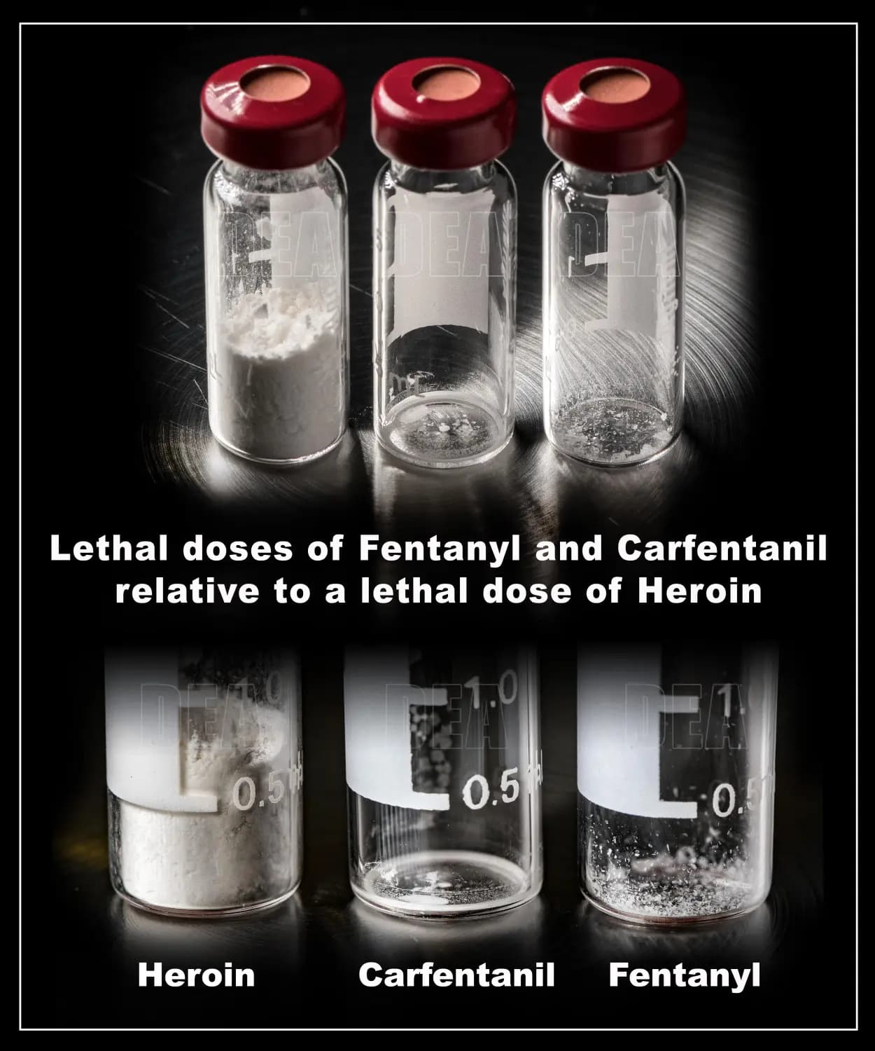 Una comparación de las dosis letales de heroína, carfentanilo y fentanilo. Los informes de las fuerzas del orden indican que el carfentanilo, que había desaparecido en gran medida de Estados Unidos en los últimos años, está reapareciendo a medida que el suministro de fentanilo se ve presionado en China y se intensifican las operaciones contra los narcoterroristas. (Administración para el Control de Drogas de EE. UU.)