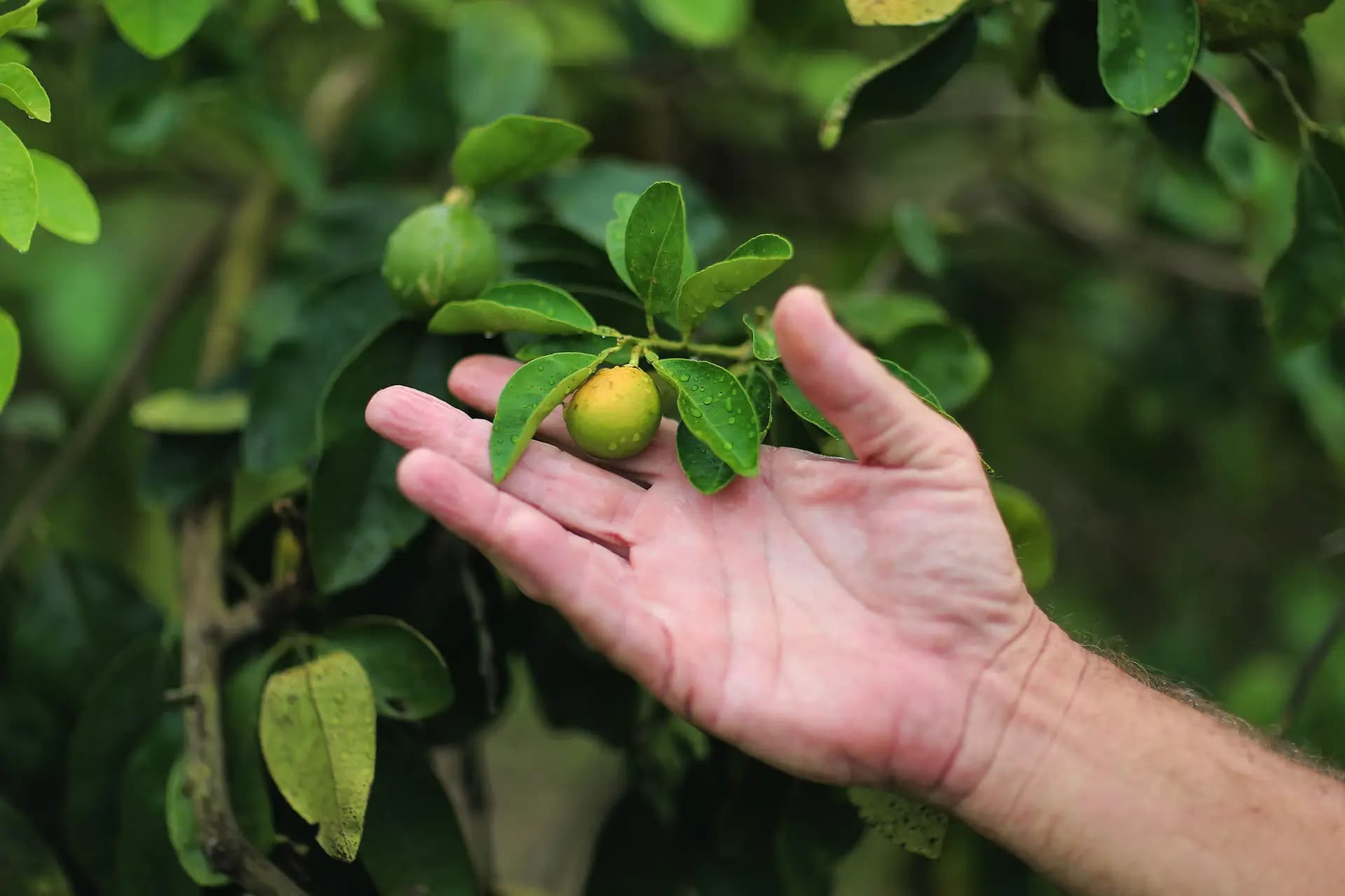 <em>Guy Davies, inspector de la División de Industria Vegetal de Florida, muestra una naranja con signos de enverdecimiento de los cítricos en Fort Pierce, Florida, el 13 de mayo de 2013. El psílido asiático de los cítricos transporta la bacteria causante de la infección por huanglongbing —conocida como enverdecimiento de los cítricos— de árbol en árbol. (Joe Raedle/Getty Images)</em>