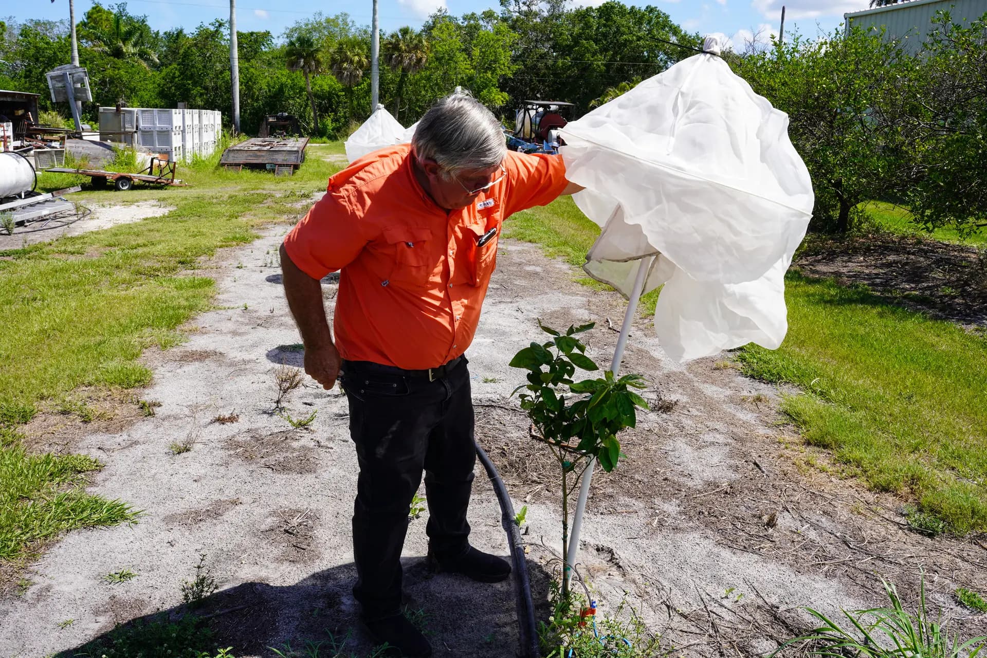 <em>Sidney Tillett, agricultor de cítricos de toda la vida, retira la malla protectora de un joven árbol en su granja en Terra Ceia, Florida, el 21 de mayo de 2026. La huerta de Tillett ha pertenecido a su familia durante cuatro generaciones. (Jacob Burg/The Epoch Times)</em>