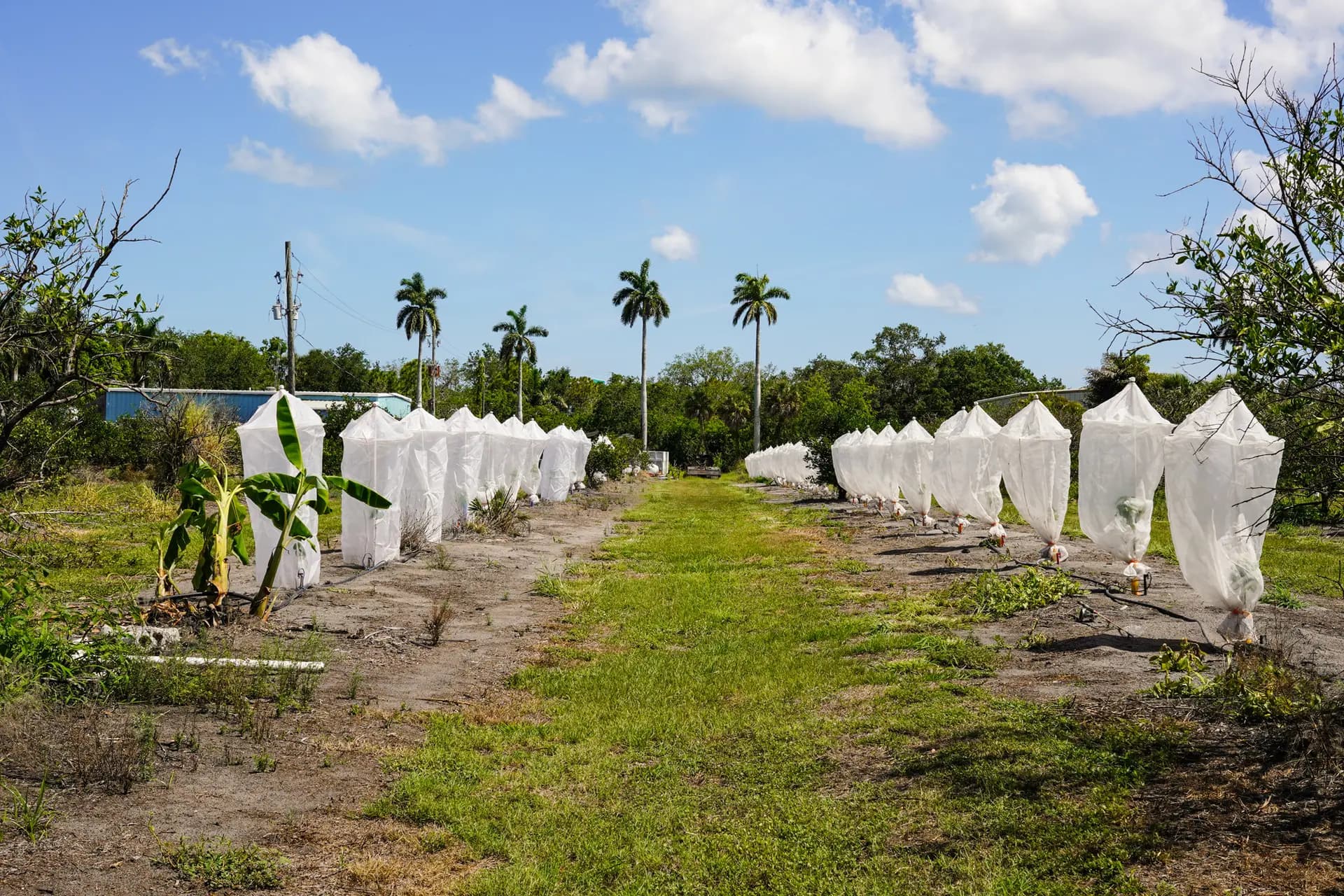<em>Dos hileras de árboles de cítricos crecen bajo bolsas de malla protectora en la huerta de Sidney Tillett, junto a su mercado The Citrus Place en Terra Ceia, Florida, el 21 de mayo de 2026. Un mercado ya de por sí difícil está generando más presión para los productores de cítricos en todo el estado. (Jacob Burg/The Epoch Times)</em>