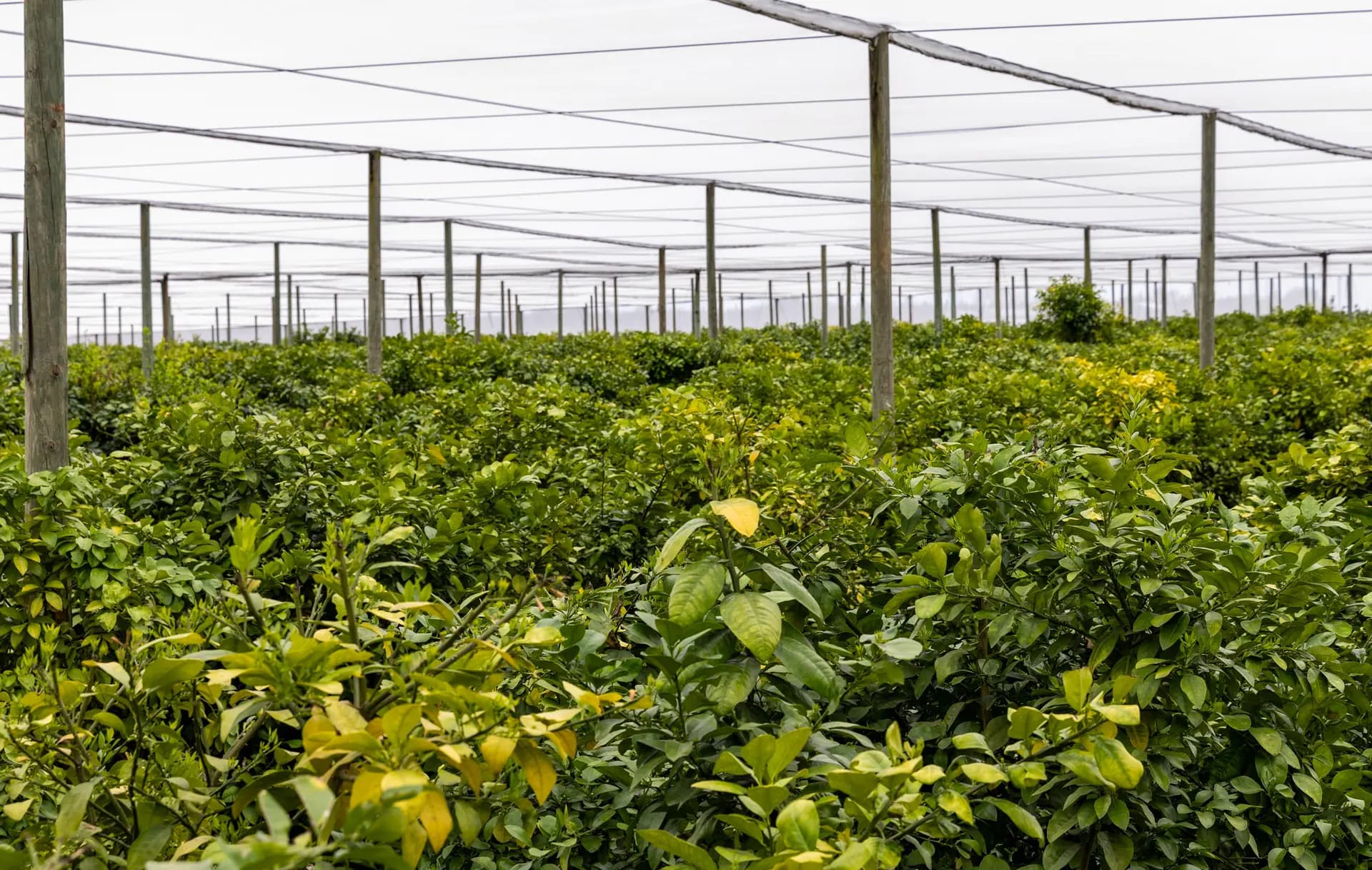 <em>Pomelos crecen bajo una malla protectora en Golden Ridge Groves en Bartow, Florida, el 3 de marzo de 2026. Estas enormes carpas reemplazan las cubiertas protectoras individuales que protegen a los árboles cuando son jóvenes, pero no en etapas posteriores de crecimiento. (Natasha Holt/The Epoch Times)</em>