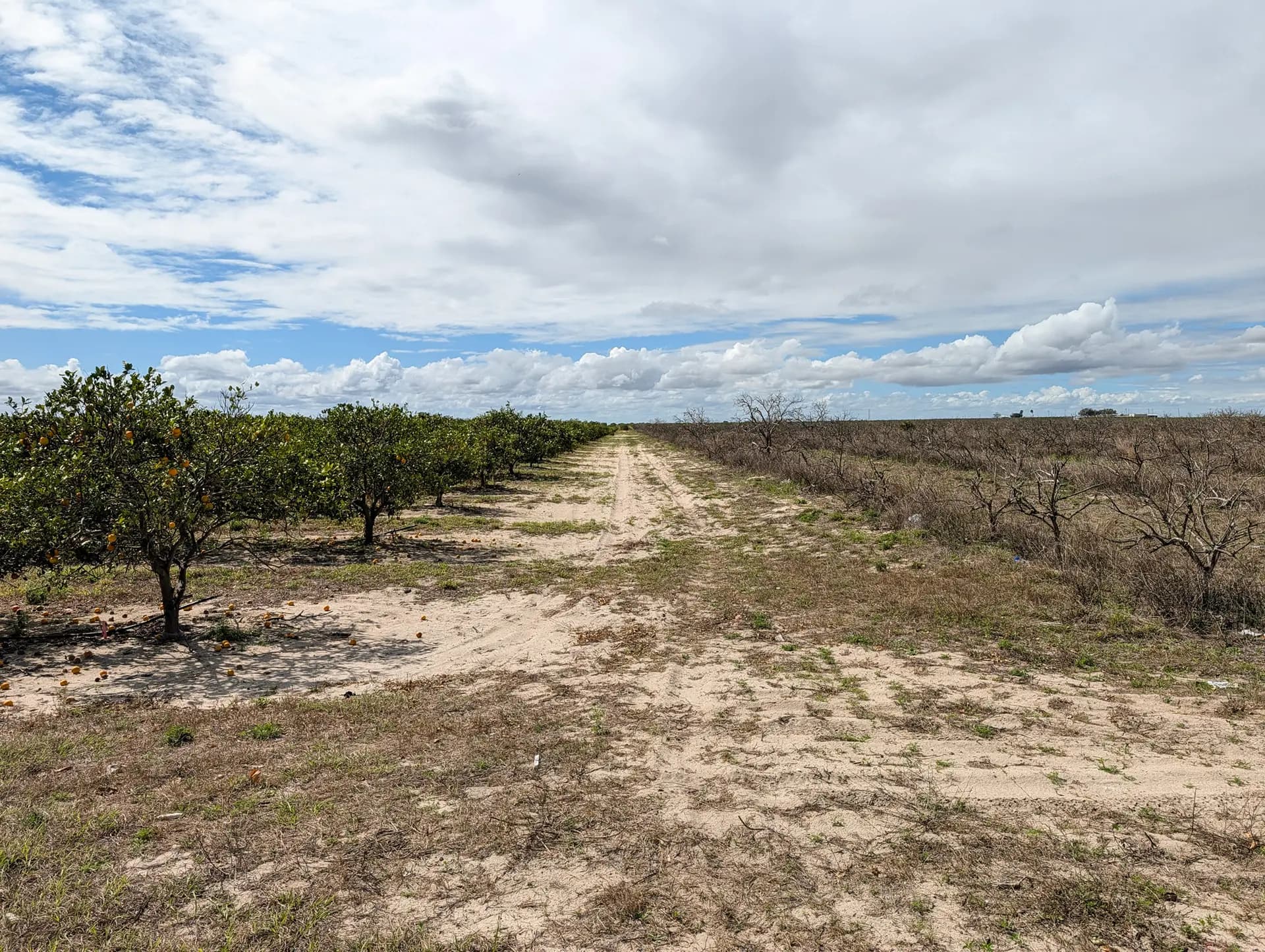 <em>En una granja de Bartow, Florida, el 3 de marzo de 2026, se observa una parcela de naranjos sanos junto a un extenso campo de naranjos muertos. Incluso antes del reciente aumento del precio de la energía, la proliferación de plantas de naranjo ya había disparado el precio del cultivo de naranjas en Florida. (Jacob Burg/The Epoch Times)</em>