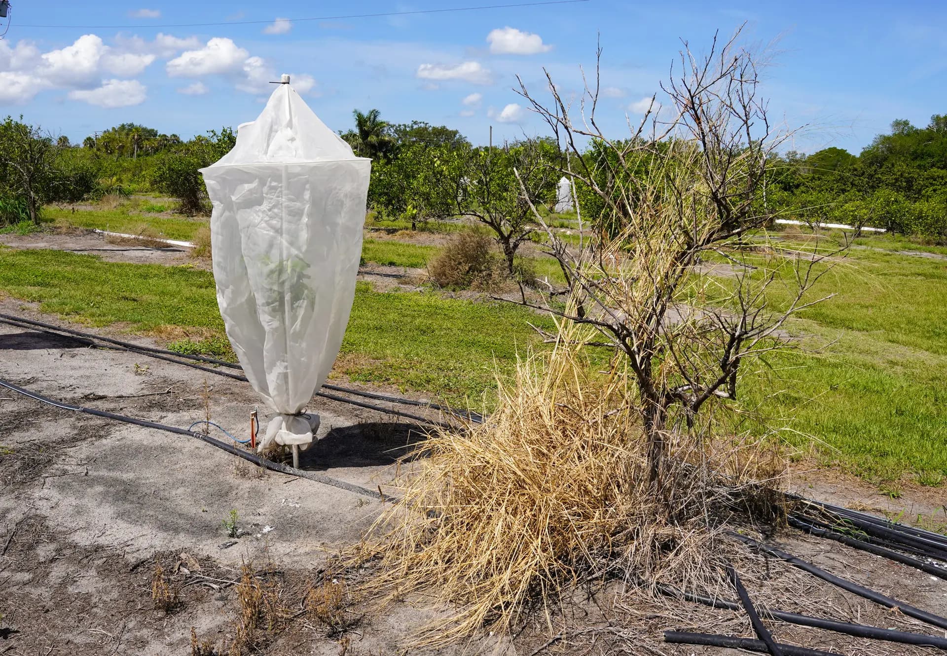 <em>Un retoño de naranja bajo una cubierta protectora de malla crece junto a un naranjo que sucumbió al enverdecimiento de los cítricos en la granja de la familia Tillett en Terra Ceia, Florida, el 21 de mayo de 2026. El enverdecimiento de los cítricos provoca una rápida pérdida de raíces, debilitando a los árboles sanos a medida que luchan por absorber y retener nutrientes. (Jacob Burg/The Epoch Times)</em>