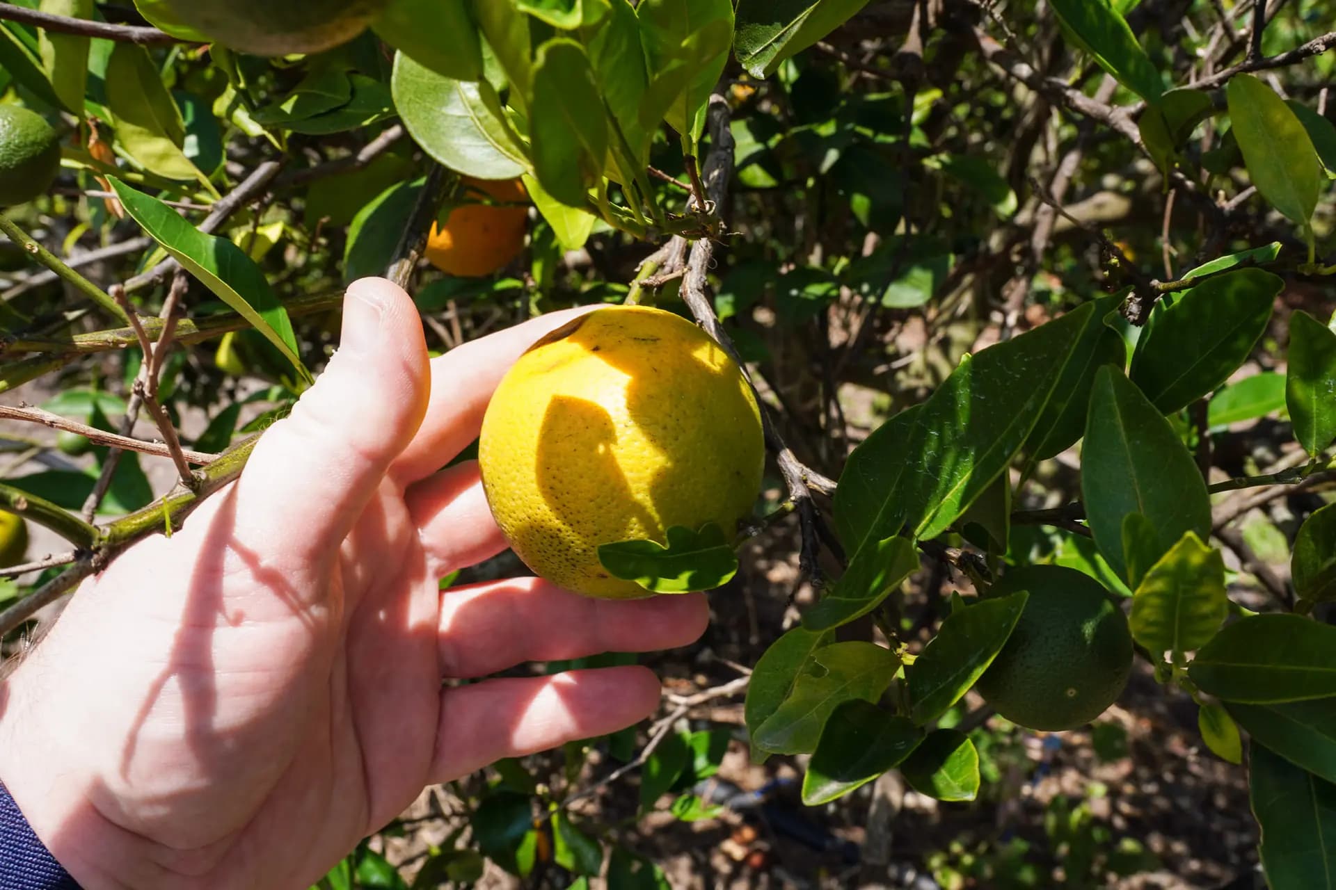 Una naranja que crece en un árbol afectado por el enverdecimiento de los cítricos en la granja de la familia Tillett en Terra Ceia, Florida, el 21 de mayo de 2026. Lo que alguna vez fueron 600 acres de árboles de cítricos en la década de 1970 ahora se ha reducido a cinco. (Jacob Burg/The Epoch Times)